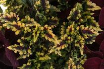 Coleus scutellarioides 'Solar Flair' Coleus scutellarioides 'Solar Flair'