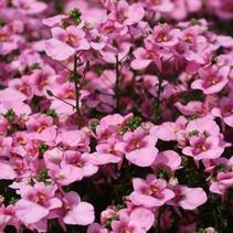 Diascia barberae 'Piccadilly Pink' Diascia barberae 'Piccadilly Pink'