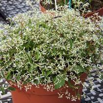 Euphorbia hypericifolia 'Loreen Compact White' Euphorbia hypericifolia 'Loreen Compact White'