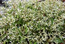Euphorbia hypericifolia 'Loreen White' Euphorbia hypericifolia 'Loreen White'