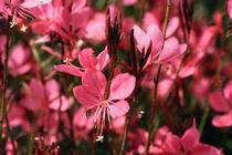 Gaura lindheimeri 'Belleza Dark Pink' Gaura lindheimeri 'Belleza Dark Pink'