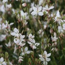 Gaura lindheimeri 'Belleza White' Gaura lindheimeri 'Belleza White'