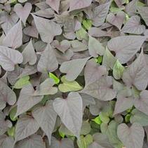 Ipomoea batatas 'Bright Ideas Cordate Black' Ipomoea batatas 'Bright Ideas Cordate Black'