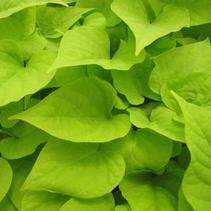 Ipomoea batatas 'Bright Ideas Cordate Lime' Ipomoea batatas 'Bright Ideas Cordate Lime'