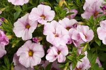 Petchoa hybrida 'SuperCal Blushing Pink' Petchoa hybrida 'SuperCal Blushing Pink'
