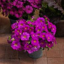 Petchoa hybrida 'SuperCal Pink' Petchoa hybrida 'SuperCal Pink'