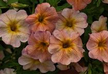 Petchoa hybrida 'SuperCal Salmon Glow' Petchoa hybrida 'SuperCal Salmon Glow'