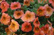 Petchoa hybrida 'SuperCal Terra Cotta' Petchoa hybrida 'SuperCal Terra Cotta'