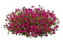 Portulaca oleracea 'Pazzaz Fuchsia' Portulaca oleracea 'Pazzaz Fuchsia'