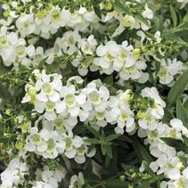 Angelonia angustifolia 'Carita Cascade White' Angelonia angustifolia 'Carita Cascade White'