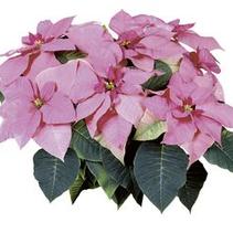 Poinsettia euphorbia pulcherrima 'Mars Pink' Poinsettia euphorbia pulcherrima 'Mars Pink'