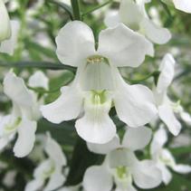Angelonia angustifolia 'Carita White' Angelonia angustifolia 'Carita White'