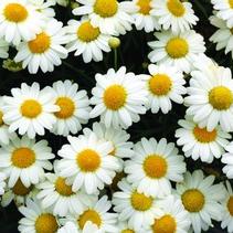 Argyranthemum frutescens 'Sassy White' Argyranthemum frutescens 'Sassy White'