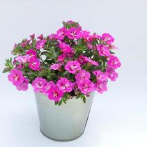 Calibrachoa hybrida 'Minifamous Uno Double Close Up' Calibrachoa hybrida 'Minifamous Uno Double Close Up'