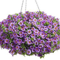Calibrachoa hybrida 'Superbells Evening Star' Calibrachoa hybrida 'Superbells Evening Star'