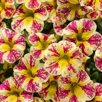Calibrachoa hybrida 'Superbells Holy Moly!' Calibrachoa hybrida 'Superbells Holy Moly!'