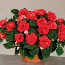 Double Impatiens walleriana 'Silhouette Red' Double Impatiens walleriana 'Silhouette Red'