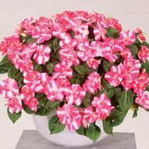 Double Impatiens walleriana 'Silhouette Rose Star' Double Impatiens walleriana 'Silhouette Rose Star'