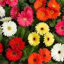 Gerbera jamesonii 'Bengal Mix' Gerbera jamesonii 'Bengal Mix'