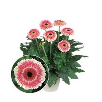 Gerbera jamesonii 'Patio Karoo' Gerbera jamesonii 'Patio Karoo'