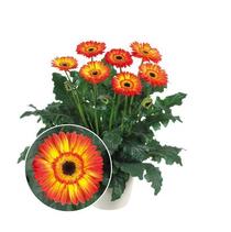 Gerbera jamesonii 'Patio Volcanoes' Gerbera jamesonii 'Patio Volcanoes'