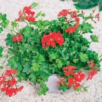 Geranium Ivy pelargonium peltatum 'Blizzard Red' Geranium Ivy pelargonium peltatum 'Blizzard Red'