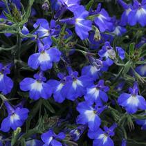 Lobelia erinus 'Magadi Compact Blue with Eye' Lobelia erinus 'Magadi Compact Blue with Eye'