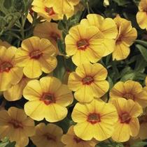 Calibrachoa hybrida 'Callie Gold with Red Eye' Calibrachoa hybrida 'Callie Gold with Red Eye'