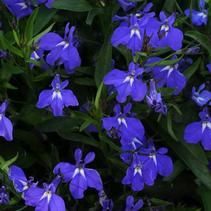 Lobelia erinus 'Magadi Blue' Lobelia erinus 'Magadi Blue'