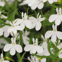 Lobelia erinus 'Magadi White' Lobelia erinus 'Magadi White'