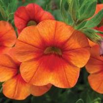 Calibrachoa hybrida 'Callie Orange' Calibrachoa hybrida 'Callie Orange'