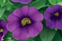 Calibrachoa hybrida 'Callie Purple Imp' Calibrachoa hybrida 'Callie Purple Imp'