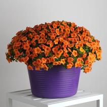 Calibrachoa hybrida 'Minifamous Std Orange' Calibrachoa hybrida 'Minifamous Std Orange'