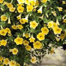 Calibrachoa hybrida 'Minifamous Std Pure Yellow' Calibrachoa hybrida 'Minifamous Std Pure Yellow'