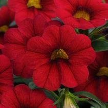 Calibrachoa hybrida 'Minifamous Std Vampire' Calibrachoa hybrida 'Minifamous Std Vampire'