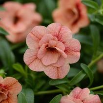 Calibrachoa hybrida 'Minifamous Std Double Apricot' Calibrachoa hybrida 'Minifamous Std Double Apricot'