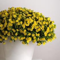 Calibrachoa hybrida 'Minifamous Uno Double Lemon' Calibrachoa hybrida 'Minifamous Uno Double Lemon'
