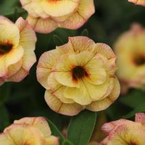 Calibrachoa hybrida 'Minifamous Uno Double Rose Chai' Calibrachoa hybrida 'Minifamous Uno Double Rose Chai'