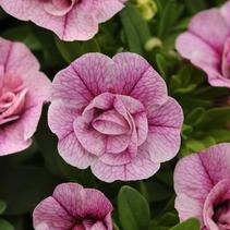 Calibrachoa hybrida 'Minifamous Std Double Pink Vein' Calibrachoa hybrida 'Minifamous Std Double Pink Vein'
