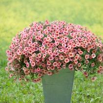 Calibrachoa hybrida 'Minifamous Neo Coral w/ Eye' Calibrachoa hybrida 'Minifamous Neo Coral w/ Eye'