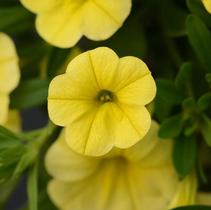 Calibrachoa hybrida 'Minifamous Neo Deep Yellow' Calibrachoa hybrida 'Minifamous Neo Deep Yellow'