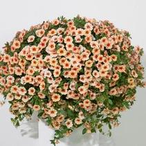 Calibrachoa hybrida 'Minifamous Neo Orange w/ Eye' Calibrachoa hybrida 'Minifamous Neo Orange w/ Eye'