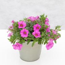 Calibrachoa hybrida 'Minifamous Neo Pink' Calibrachoa hybrida 'Minifamous Neo Pink'