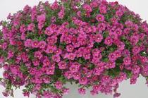 Calibrachoa hybrida 'Minifamous Neo Rose' Calibrachoa hybrida 'Minifamous Neo Rose'