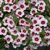 Calibrachoa hybrida 'Minifamous Neo Salmon w/ Eye' Calibrachoa hybrida 'Minifamous Neo Salmon w/ Eye'