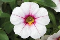 Calibrachoa hybrida 'Callie White with Rose Vein' Calibrachoa hybrida 'Callie White with Rose Vein'