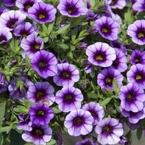 Calibrachoa hybrida 'Minifamous Neo Violet w/ Eye' Calibrachoa hybrida 'Minifamous Neo Violet w/ Eye'