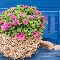 Osteospermum ecklonis 'Tradewinds Deep Purple' Osteospermum ecklonis 'Tradewinds Deep Purple'