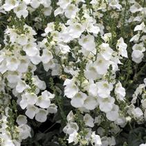 Diascia barberae 'Darla White Imp' Diascia barberae 'Darla White Imp'