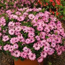 Osteospermum ecklonis 'Tradewinds Light Purple' Osteospermum ecklonis 'Tradewinds Light Purple'